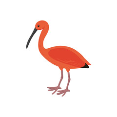 vector drawing sketch of bird, hand drawn scarlet ibis, isolated nature design element