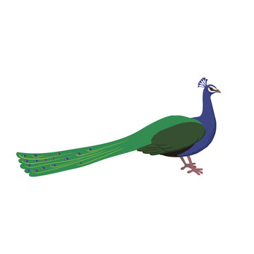 vector drawing sketch of bird, hand drawn peacock , isolated nature design element