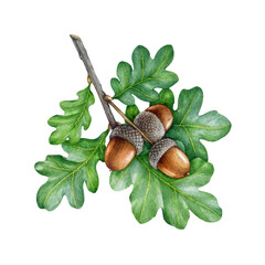Acorn with green oak leaves. Watercolor painted illustration. Hand drawn realistic oak tree brown nut with green leaf on the branch. Acorn forest and park oak tree element image. White background © anitapol