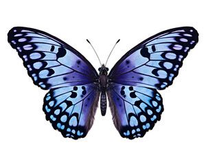 Obraz premium Blue Monarch butterfly close up front view on white transparent background