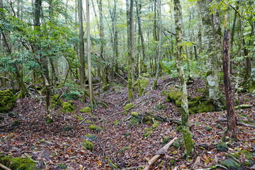 Aokigahara sea of tree Jyukai and hyoketsu ice cave in Mt Fuji and Mt Ohmuro in shizuoka and...