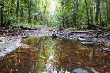 Aokigahara sea of tree Jyukai and hyoketsu ice cave in Mt Fuji and Mt Ohmuro in shizuoka and Yamanashi, Japan.