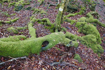 Aokigahara sea of tree Jyukai and hyoketsu ice cave in Mt Fuji and Mt Ohmuro in shizuoka and...