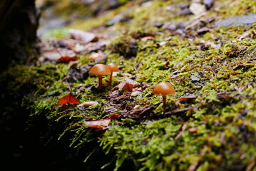 Aokigahara sea of tree Jyukai and hyoketsu ice cave in Mt Fuji and Mt Ohmuro in shizuoka and...