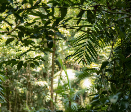 cairns bird butterfly