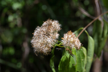 Planta, diente de leon, selva de maxico, yucatan
