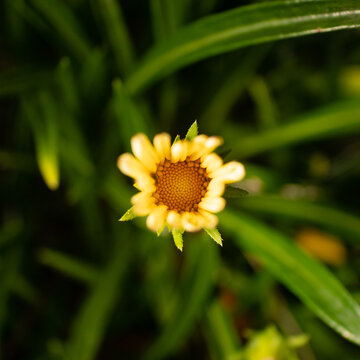 yellow daisy flower