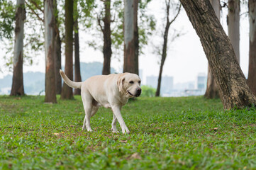 Labrador walks in the park