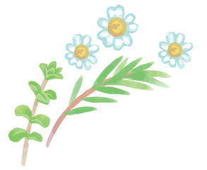 アロマに使われるハーブのイラスト・コーナー。フレームが作れます。ベクター素材