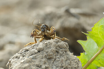 Mole cricket (Gryllotalpa gryllotalpa) in close up