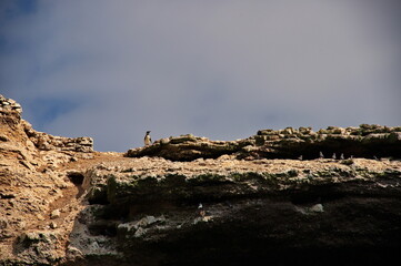 Penguin on the rock of Ballestas island in Peru