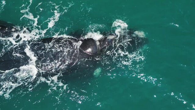 The southern right whales, Eubalaena australis. Mother and calf of the Right Whales swim near Brazilian shore near the town of Imbituba