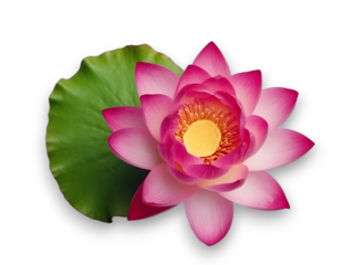 Beautiful dark pink lotus and green leaf isolated on transparent background. top view, flat lay.