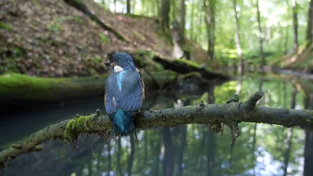Common kingfisher (Alcedo atthis) just fledged young bird on perch, Schlossholte, North Rhine-Westphalia, Germany, Europe