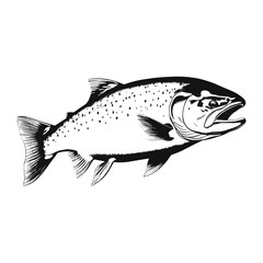 Salmon fish engraved style drawing vector design