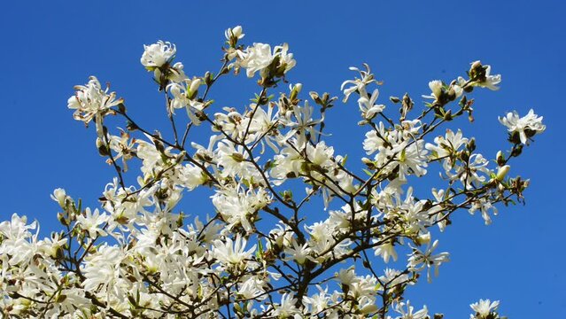 Flowering Magnolia stellata Waterlily in Ystad, Scania, Sweden, Scandinavia, Europe