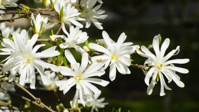 Flowering Magnolia stellata Waterlily in Ystad, Scania, Sweden, Scandinavia, Europe