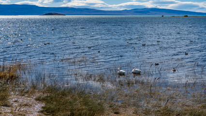 Naklejka premium Beautiful white and black ducks swim in the blue lake. Ripples on the water. Dry grass near the shore. Mountains against the sky in the distance. Argentina. El Calafate. Redonda Bay. Lago Argentino.