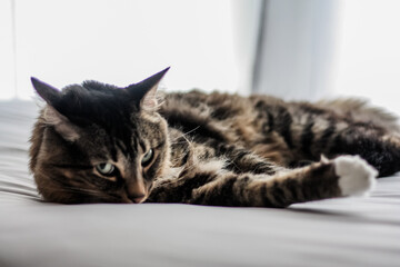 Domestic long-haired tabby cat posing with a white background 