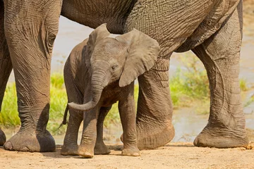 Zelfklevend Fotobehang A cute baby African elephant (Loxodonta africana), Kruger National Park, South Africa. © EcoView