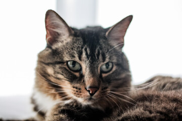 Domestic long-haired tabby cat posing with a white background 