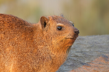 Portrait of a rock hyrax (Procavia capensis) basking on a rock, Augrabies Falls National Park, South Africa.