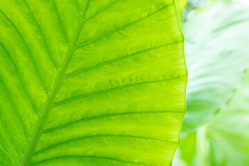 green leaves wall background, leaf wall nature background