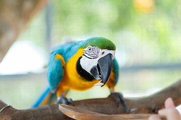 closeup parrot with blur background, nature bird, macaw