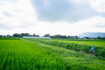 Naklejka premium 阿蘇