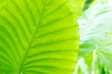 green leaves wall background, leaf wall nature background