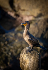 cormorant