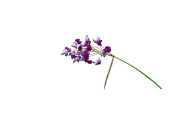 Close-up view of a bouquet of purple flowers, isolated on a transparent background, png file.