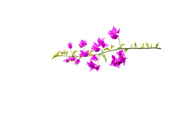 decoration, isolated on white, isolated flower, isolated, pasting, cut, cutout, copy, copy space, space, illustration, bougainvillea isolated, bougainvillea, asia, background, beautiful, beauty, bloom