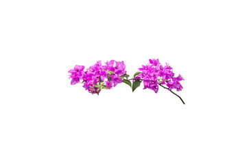 Close-up view of purple bougainvillea flowers isolated on transparent background png file.