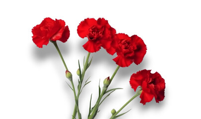 Red Carnation flowers isolated on transparent background. 