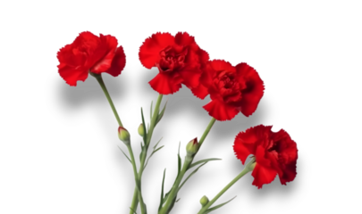 Red Carnation flowers isolated on transparent background. 