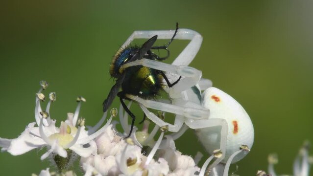 Predator and Prey, Flower Crab Spider (Misumena vatia) with Fly on a flower