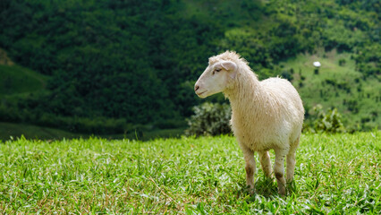 a group of sheep and lams at a sheep farm in Chiang Rai Northern Thailand Doi CHang mountain