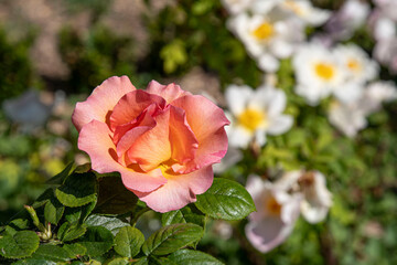 close-up of an orange rose in a garden