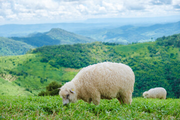 a group of sheep and lams at a sheep farm in Chiang Rai Northern Thailand Doi CHang mountain