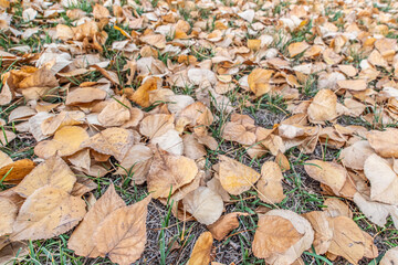 Dried brown leaves in fall covering grass in a park