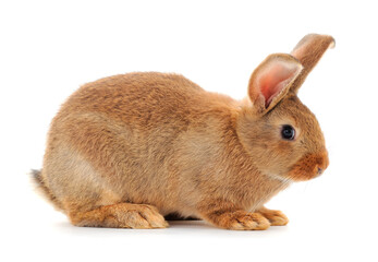 Brown rabbit isolated.