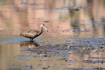 Limpkin hunting for dinner
