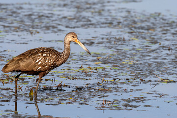 Limpkin hunting for dinner