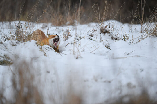 renard