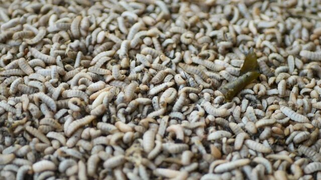 Close up of Black soldier fly (BSF) larvae or maggot, Hermetia Illucens  insect farms for fish and poultry feed