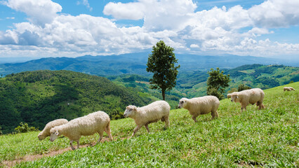 Naklejka na ściany i meble a group of sheep at a sheep farm in Chiang Rai Northern Thailand Doi CHang mountain
