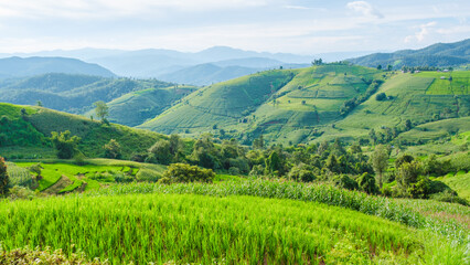 Drone aerial view at the green Terraced Rice Field in Chiangmai, Thailand, Pa Pong Piang rice terraces, green rice paddy fields during rain season