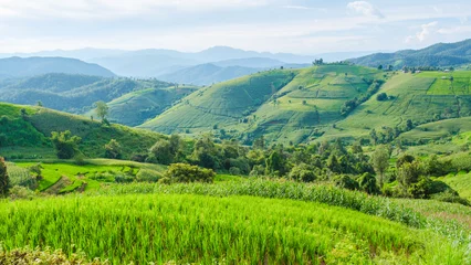 Fototapeten Reisfelder Drone aerial view at the green Terraced Rice Field in Chiangmai, Thailand, Pa Pong Piang rice terraces, green rice paddy fields during rain season  © Chirapriya