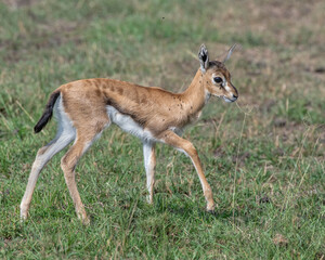 Naklejka na ściany i meble Baby Thompson's Gazelle, Masai Mara, Kenya
